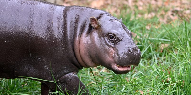 A young pygmy hippo with wet dark gray skin and a pink muzzle walks through green grass, its mouth slightly open