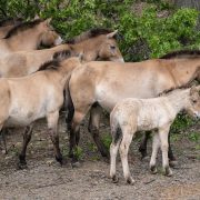A pale Przewalski's horse foal stands beside several dun-coloured adults with dark upright manes in a wooded habitat.