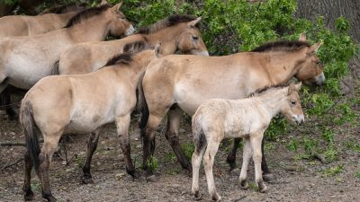 A pale Przewalski's horse foal stands beside several dun-coloured adults with dark upright manes in a wooded habitat.