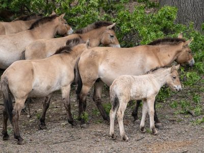 A pale Przewalski's horse foal stands beside several dun-coloured adults with dark upright manes in a wooded habitat.