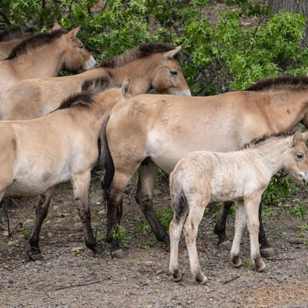 A pale Przewalski's horse foal stands beside several dun-coloured adults with dark upright manes in a wooded habitat.