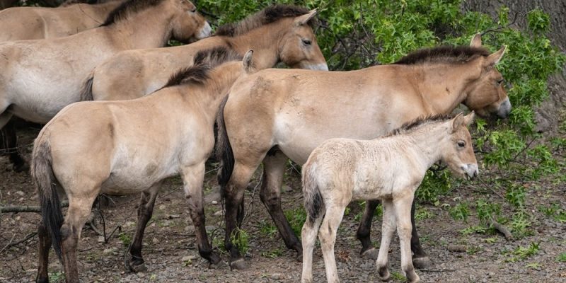 A pale Przewalski's horse foal stands beside several dun-coloured adults with dark upright manes in a wooded habitat.
