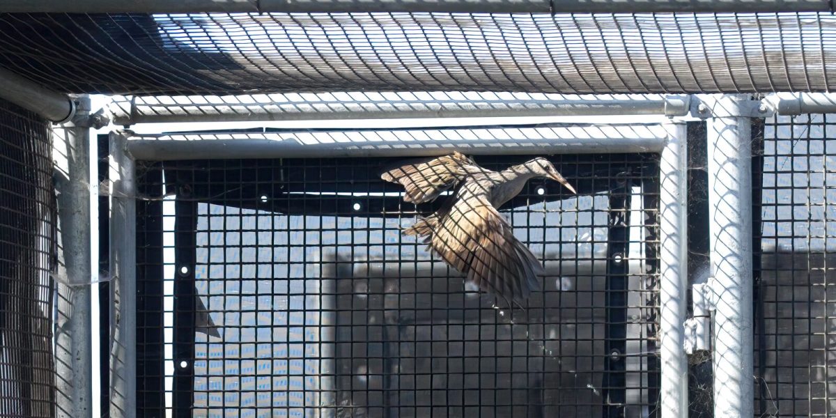 A Ridgway's rail with wings spread inside a mesh enclosure