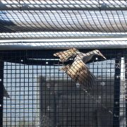 A Ridgway's rail with wings spread inside a mesh enclosure