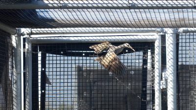 A Ridgway's rail with wings spread inside a mesh enclosure