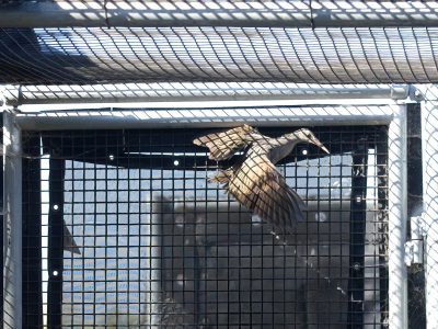 A Ridgway's rail with wings spread inside a mesh enclosure