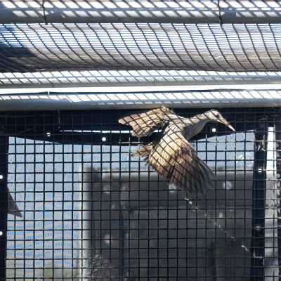 A Ridgway's rail with wings spread inside a mesh enclosure