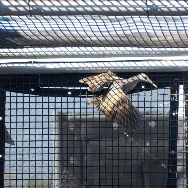 A Ridgway's rail with wings spread inside a mesh enclosure