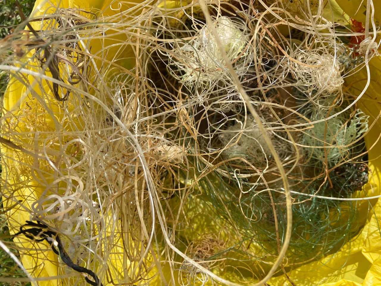A dense tangle of discarded monofilament fishing line, some of it weathered and some still green, heaped inside an open yellow waste bag.