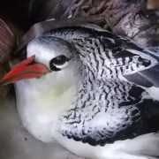 An adult Red-billed Tropicbird with a bright orange-red bill and finely barred black-and-white upperparts sits low on a nest scrape among fallen coconut husks and dry leaf litter, sheltered under vegetation.