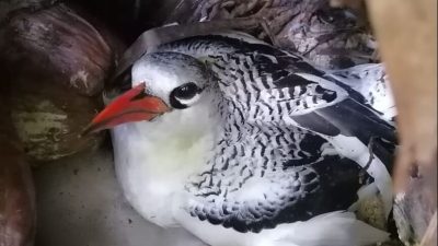 An adult Red-billed Tropicbird with a bright orange-red bill and finely barred black-and-white upperparts sits low on a nest scrape among fallen coconut husks and dry leaf litter, sheltered under vegetation.