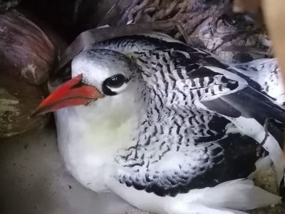 An adult Red-billed Tropicbird with a bright orange-red bill and finely barred black-and-white upperparts sits low on a nest scrape among fallen coconut husks and dry leaf litter, sheltered under vegetation.