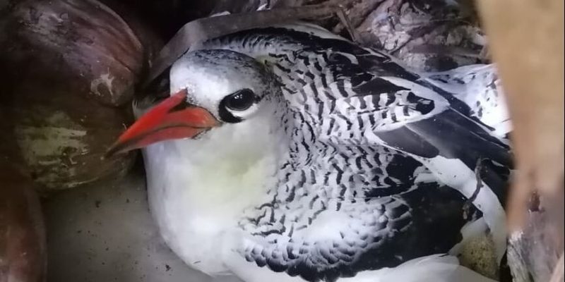 An adult Red-billed Tropicbird with a bright orange-red bill and finely barred black-and-white upperparts sits low on a nest scrape among fallen coconut husks and dry leaf litter, sheltered under vegetation.