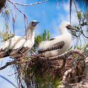 An adult white-morph Red-footed Booby with a pale blue bill stands beside a downy grey-and-white chick in a stick nest built in the branches of a casuarina tree, against a blue sky.