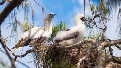 An adult white-morph Red-footed Booby with a pale blue bill stands beside a downy grey-and-white chick in a stick nest built in the branches of a casuarina tree, against a blue sky.