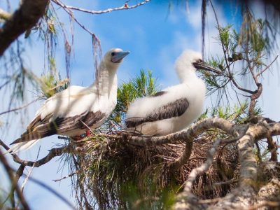 An adult white-morph Red-footed Booby with a pale blue bill stands beside a downy grey-and-white chick in a stick nest built in the branches of a casuarina tree, against a blue sky.