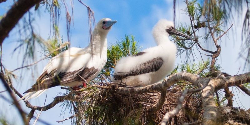An adult white-morph Red-footed Booby with a pale blue bill stands beside a downy grey-and-white chick in a stick nest built in the branches of a casuarina tree, against a blue sky.
