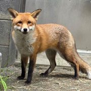 A healthy adult red fox with black legs and a white-tipped tail stands on bare ground beside a concrete wall.