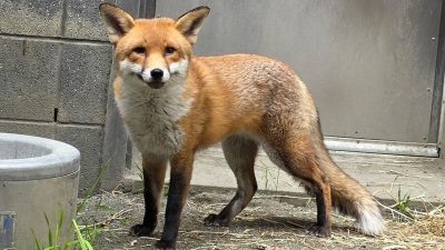 A healthy adult red fox with black legs and a white-tipped tail stands on bare ground beside a concrete wall.
