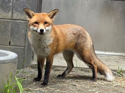 A healthy adult red fox with black legs and a white-tipped tail stands on bare ground beside a concrete wall.