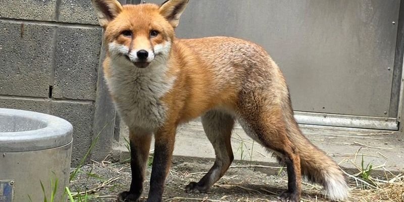A healthy adult red fox with black legs and a white-tipped tail stands on bare ground beside a concrete wall.