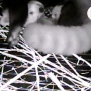 A black and white den camera frame showing a red panda curled around a small cub in a straw nest.