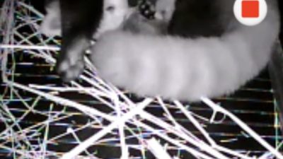 A black and white den camera frame showing a red panda curled around a small cub in a straw nest.