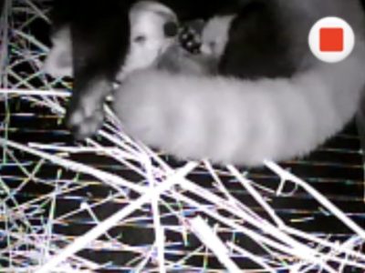 A black and white den camera frame showing a red panda curled around a small cub in a straw nest.
