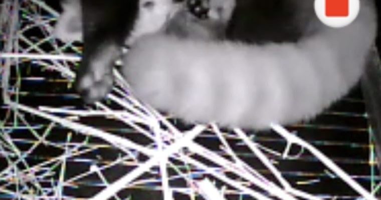A black and white den camera frame showing a red panda curled around a small cub in a straw nest.