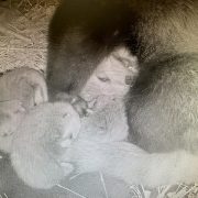 A nest camera image showing three pale red panda cubs pressed against their mother in a straw-lined den.
