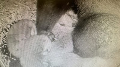 A nest camera image showing three pale red panda cubs pressed against their mother in a straw-lined den.