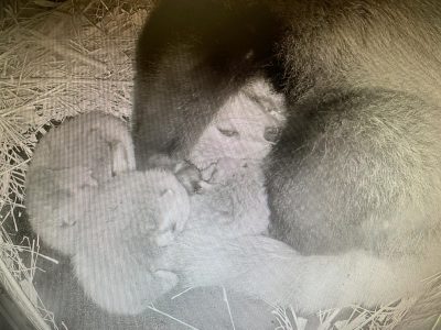 A nest camera image showing three pale red panda cubs pressed against their mother in a straw-lined den.