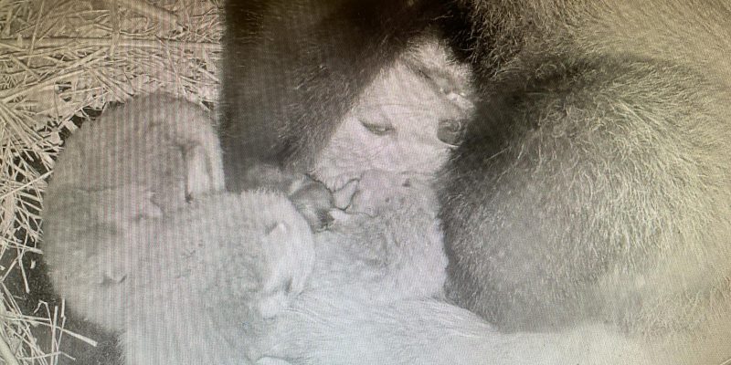 A nest camera image showing three pale red panda cubs pressed against their mother in a straw-lined den.