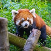 A red panda with rust-colored fur and white facial markings walks along a horizontal log, surrounded by green bamboo and leaves.