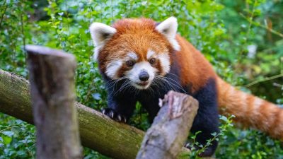 A red panda with rust-colored fur and white facial markings walks along a horizontal log, surrounded by green bamboo and leaves.
