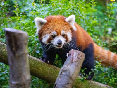 A red panda with rust-colored fur and white facial markings walks along a horizontal log, surrounded by green bamboo and leaves.