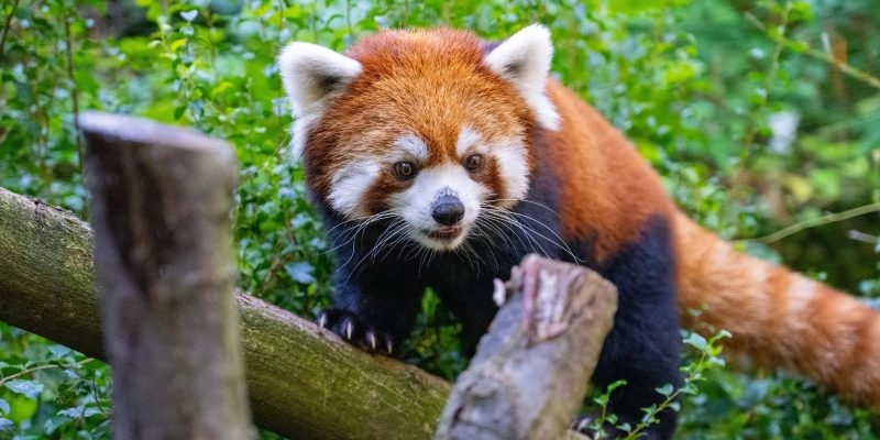 A red panda with rust-colored fur and white facial markings walks along a horizontal log, surrounded by green bamboo and leaves.