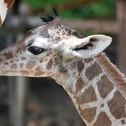 A newborn reticulated giraffe calf with a fuzzy dark mane stands close beside its mother, whose patterned flank fills the left of the frame