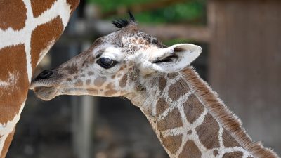 A newborn reticulated giraffe calf with a fuzzy dark mane stands close beside its mother, whose patterned flank fills the left of the frame