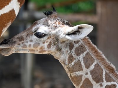 A newborn reticulated giraffe calf with a fuzzy dark mane stands close beside its mother, whose patterned flank fills the left of the frame