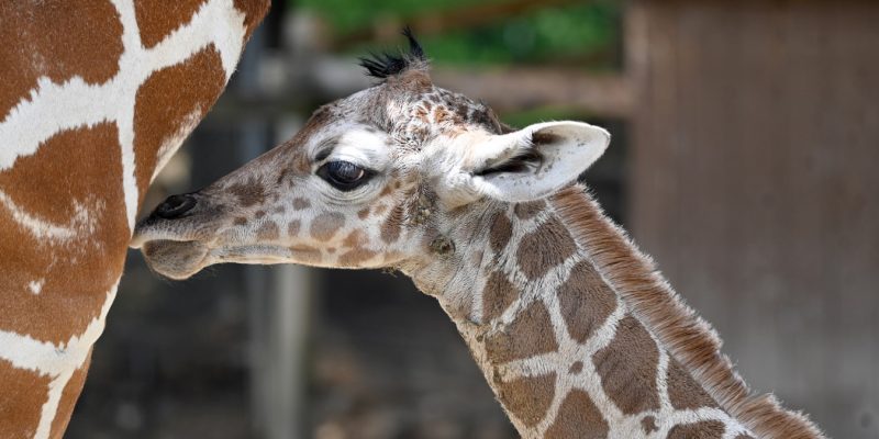 A newborn reticulated giraffe calf with a fuzzy dark mane stands close beside its mother, whose patterned flank fills the left of the frame