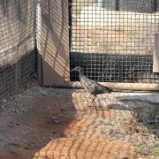 A Ridgway's rail, a slender brown marsh bird with a long bill and long legs, walks across bare ground inside a mesh pre-release enclosure.