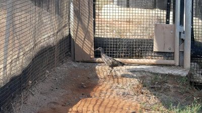 A Ridgway's rail, a slender brown marsh bird with a long bill and long legs, walks across bare ground inside a mesh pre-release enclosure.