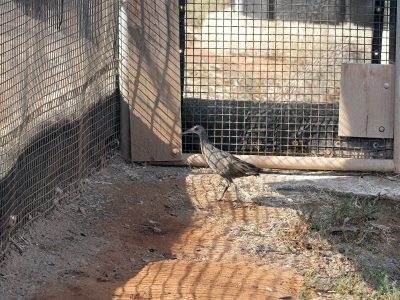 A Ridgway's rail, a slender brown marsh bird with a long bill and long legs, walks across bare ground inside a mesh pre-release enclosure.