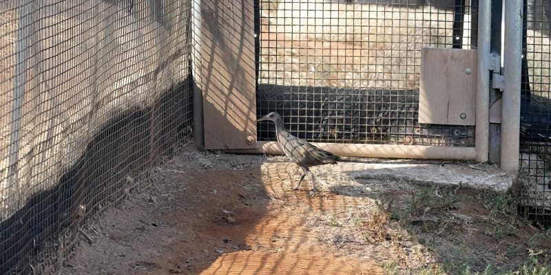 A Ridgway's rail, a slender brown marsh bird with a long bill and long legs, walks across bare ground inside a mesh pre-release enclosure.