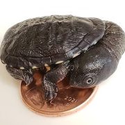 A hatchling Roti Island snake-necked turtle stands on top of a penny, its shell only slightly wider than the coin.
