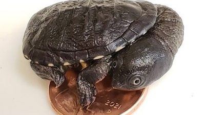 A hatchling Roti Island snake-necked turtle stands on top of a penny, its shell only slightly wider than the coin.