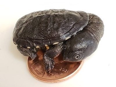 A hatchling Roti Island snake-necked turtle stands on top of a penny, its shell only slightly wider than the coin.