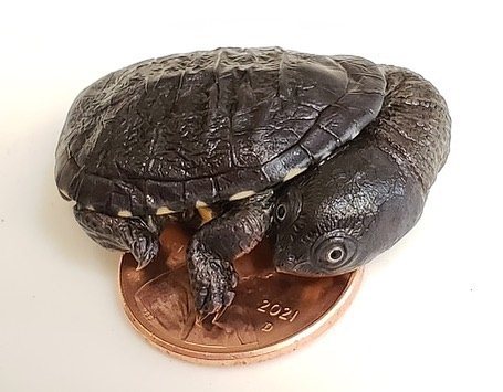 A hatchling Roti Island snake-necked turtle stands on top of a penny, its shell only slightly wider than the coin.