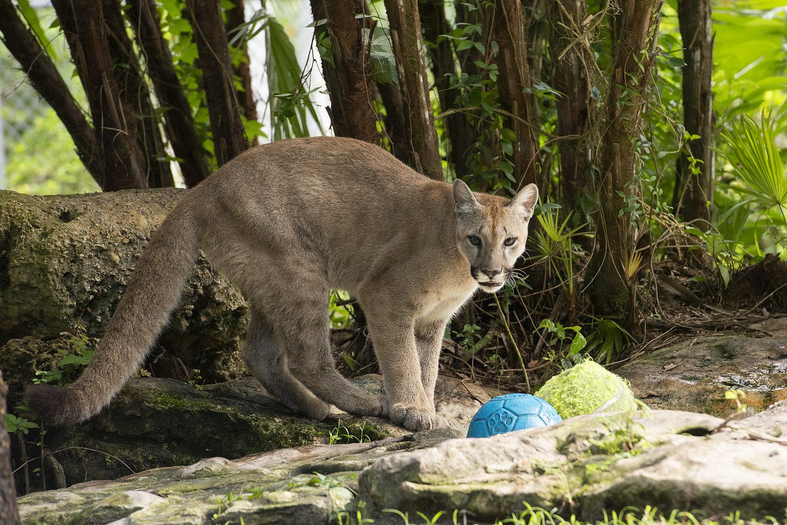 Sabal the puma stands on limestone rock beside a blue and a yellow enrichment ball